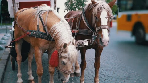 Two Brown Horses Stand in a Team Harnessed to a Cart on a City Street Stock Footage 293168201