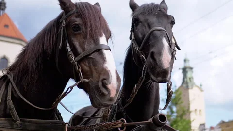 Two Brown Horses Stand in a Team Harnessed to a Cart on a City Street Stock Footage 293169539