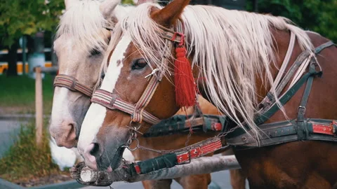 Two Brown Horses Stand in a Team Harnessed to a Cart on a City Street Stock Footage 293170324