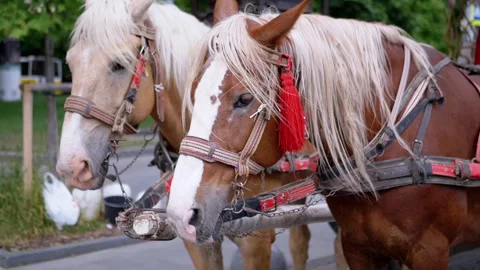 Two Brown Horses Stand in a Team Harnessed to a Cart on a City Street Stock Footage 293170529