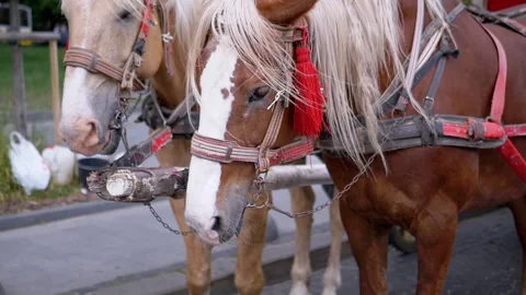 Two Brown Horses Stand in a Team Harnessed to a Cart on a City Street Stock Footage 293173742
