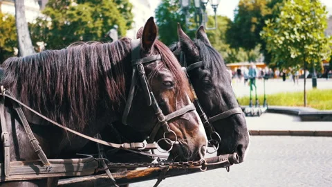 Two Brown Horses Stand in a Team Harnessed to a Cart on a City Street Stock Footage 293173791