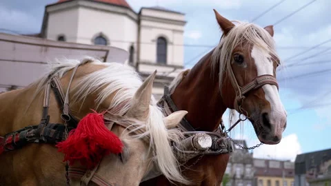 Two Brown Horses Stand in a Team Harnessed to a Cart on a City Street Stock Footage 293174408