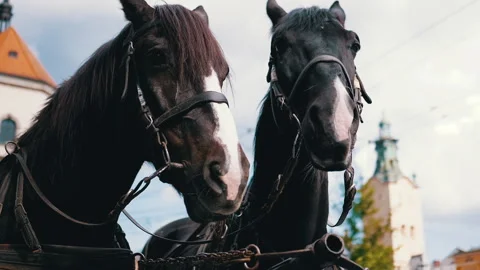 Two Brown Horses Stand in a Team Harnessed to a Cart on a City Street Stock Footage 293175253