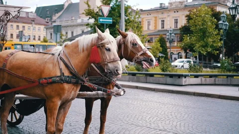 Two Brown Horses Stand in a Team Harnessed to a Cart on a City Street Stock Footage 293175726