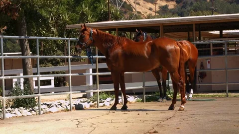Two Brown Horses Standing Stock Footage 78622116