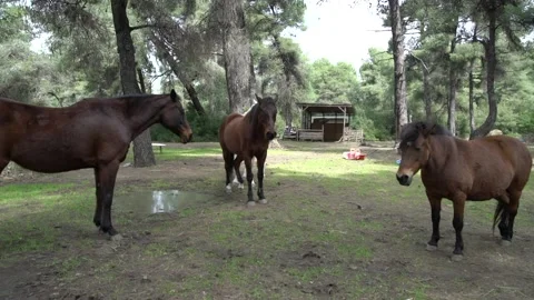Two brown horses, a white one and a pony in a farm Stock Footage 140514432