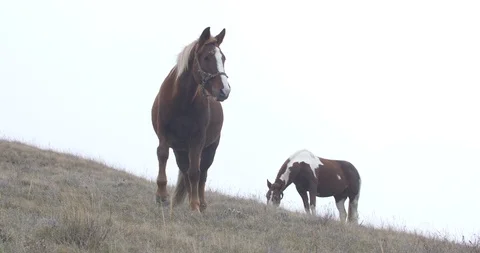 Two brown horses with white spots and a cropped mane against the horizon Stock Footage 104906259