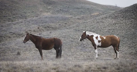 Two brown horses with white spots on the background of autumn grass Stock Footage 104922506