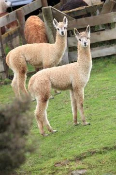 Two brown lamas Stock Photos