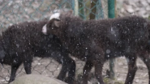 Two Brown Lamb Outdoors in Snow Blizzard, Domestic Farm Animal at Winter Stock Footage 219531653