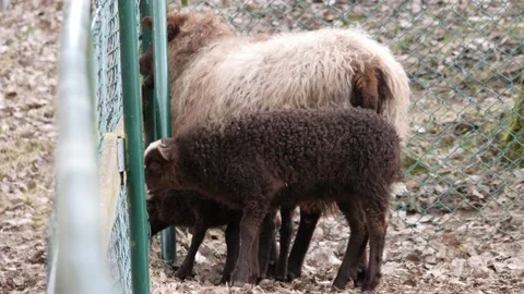 Two Brown Lamb Waiting Next to Mother, Sheep in a Enclosure in a Urban Farm Vídeos de archivo 219398912