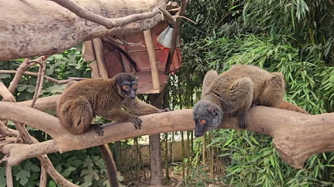 Two brown lemurs sitting together on thick tree branch in zoo. Video stock 344877342