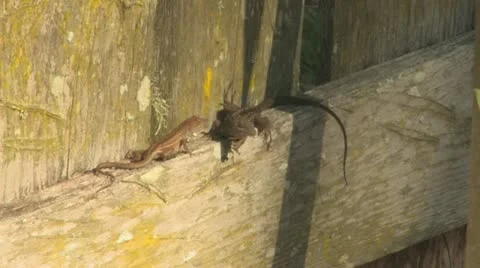 Two Brown Lizards on wood fence Stock Footage 10990053