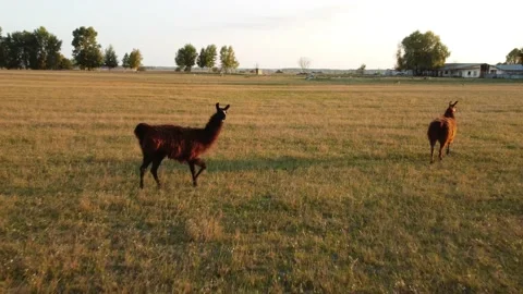 Two brown llamas graze on a green meadow. copter flies Stock-Footage 174058697