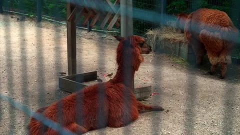 Two brown llamas. Two lonely llamas behind bars of a small zoo Stock Footage 133603279