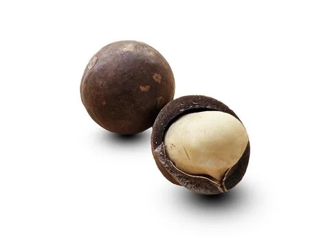 Two brown macadamia nut with cracks on the surface. Stock Photos