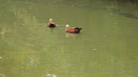 Two brown mandarin ducks swimming in water Video stock 307019254