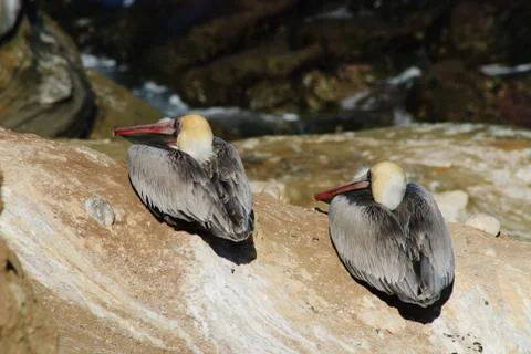 Two Brown Pelicans Stock Photos