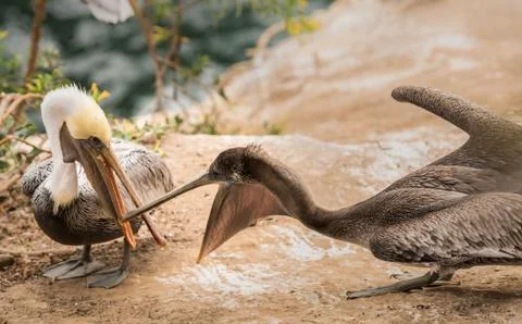 Two Brown Pelicans Playing Stock Photos