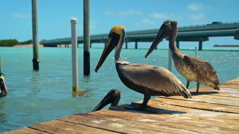 Two brown pelicans stand on the pier. Birds step away from water splashes. Key Stock Footage 333782322