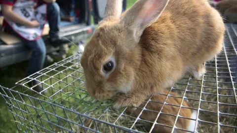 Two Brown Rabbits on a Cage Eating Grass and Walking Around. Stock Footage 271153312