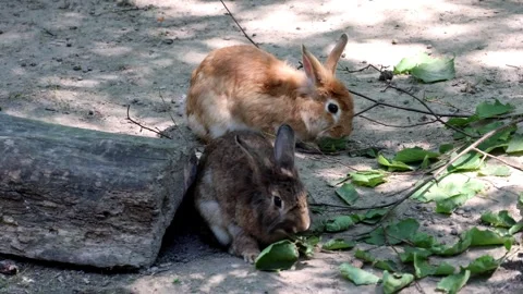 Two brown rabbits eat leaves near a log Stock Footage 343942944