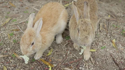 Two brown rabbits eating cabbage, leaves on ground Vídeos de archivo 339088632