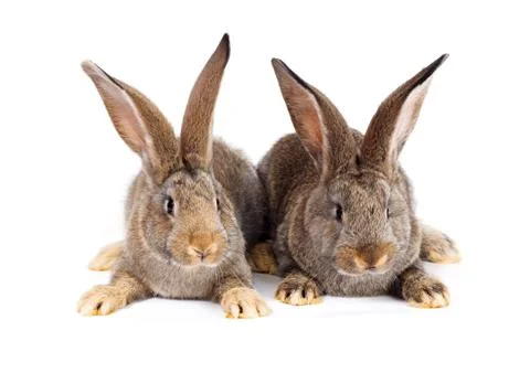 Two brown rabbits sitting 스톡 사진