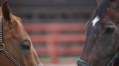Two brown running horses Stock Footage 46197519