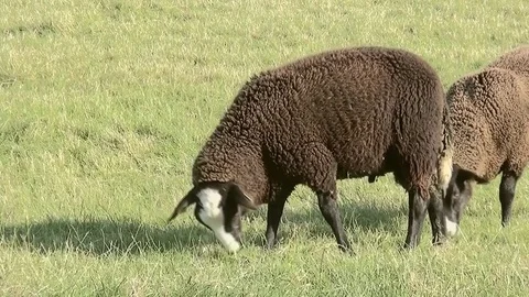 Two brown sheeps in Holland Stock Footage 82902721