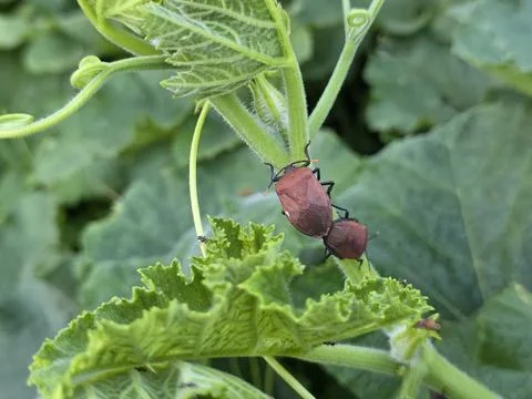 Two Brown Shield Bugs Mating on Green Pumpkin Vine Stem with Ants Nearby Stock Photos