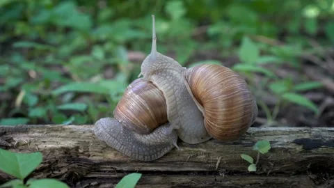 Two brown snails crawl on each other on a log on a green background. Video stock 89970250