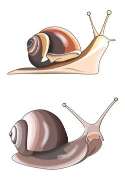 Two brown snails on a white background. Stock Illustration
