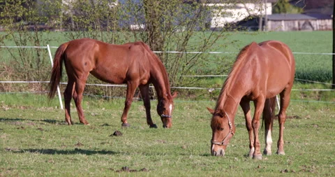 Two Brown splendid horses grazing eating grass on a pasture. Husbandry farming Stock Footage 240134869