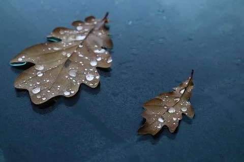 Two brown textured oak fallen leaves with shiny rain drops lying on wet bla.. Stock Photos