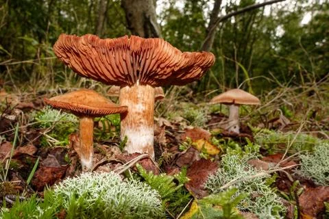 Two brown toadstools on a forest floor Stock Photos