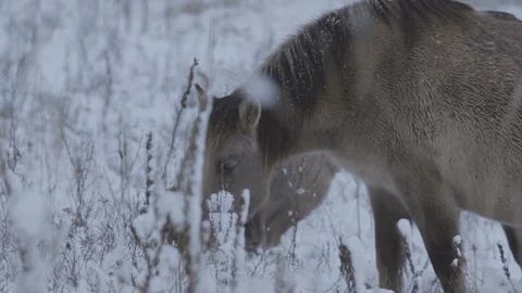 Two brown wild horses muzzles seeking rough hay in a snowy area in winter Stock Footage 115170287