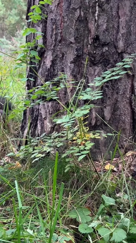 Two brown wild squirrels - one is climbing a tree, the other is eating Stock Footage 344844413