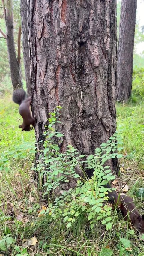 Two brown wild squirrels  - one is climbing a tree, the other is eating Stock Footage 344844417