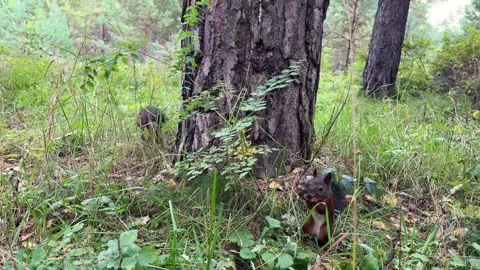 Two brown wild squirrels - one is climbing a tree, the other is eating Stock Footage 344844427