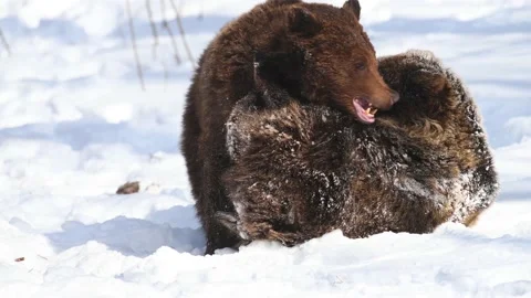Two brown young bears play or fight in the winter forest Stock Footage 230098426