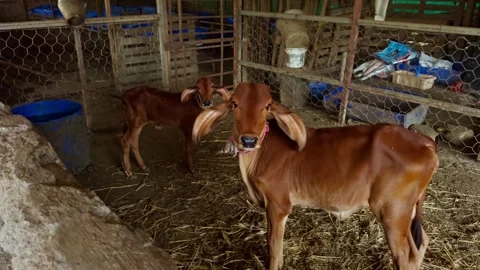 Two Brown Young Calves Rest Inside a Rustic Barn Stock Footage 308618652
