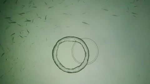 Two bubblerings, one bubble ring passing through the other Stock Footage 48583543