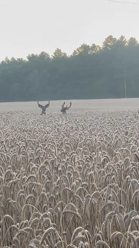 Two Buck Deer Prancing Through a Wheat Field, Littleton, Massachusetts, USA Stock Footage 301647058