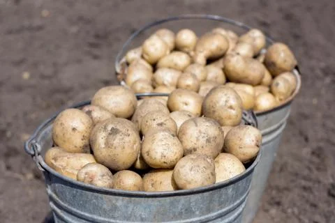 Two buckets with potatoes Stock Photos