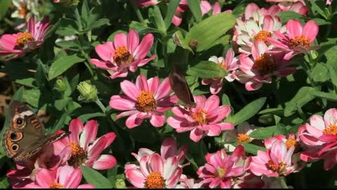 Two buckeye butterflies in the garden Stock Footage 11185697
