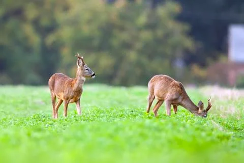 Two bucks deer in the wild Stock Photos
