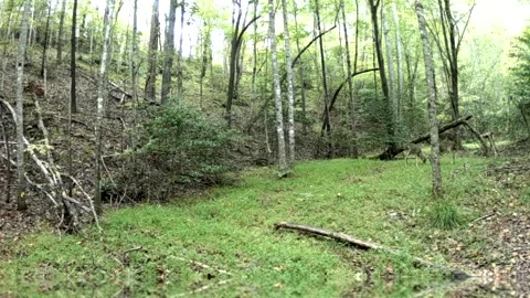 Two bucks sparring during rut in North Carolina foothills Stock Footage 317923149