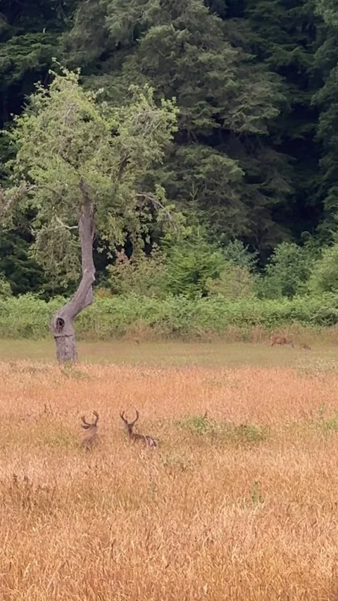 Two Bucks Standing in Meadow at Elk Meadow Redwood National Park 4K Vertical Stock Footage 340940309